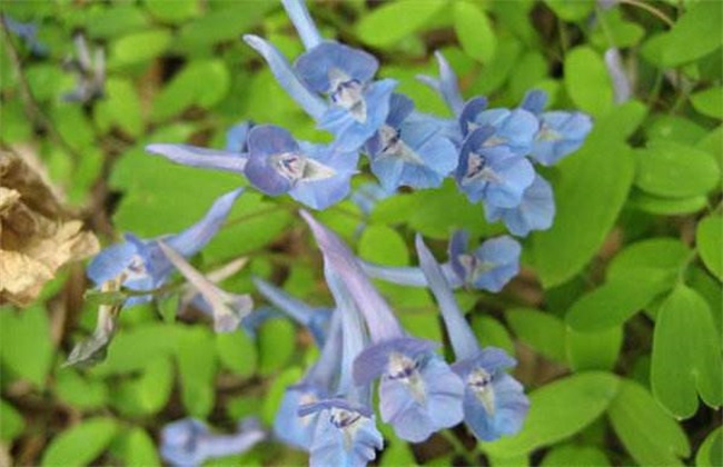 元胡的种植办法