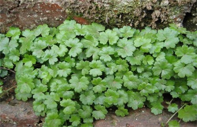 连钱草的种植技术
