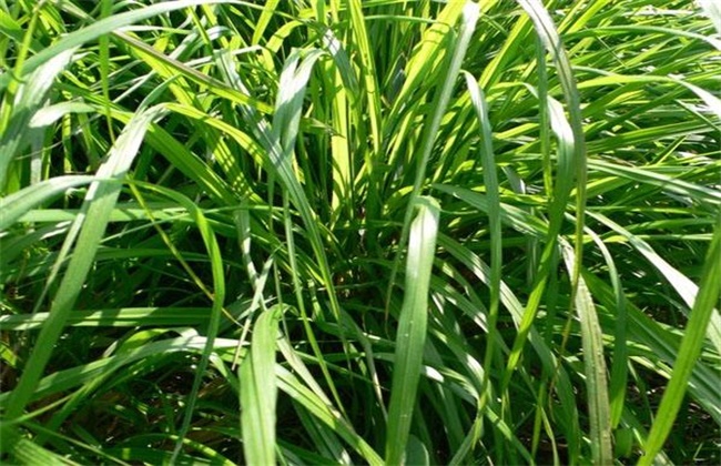 香茅草的种植办法
