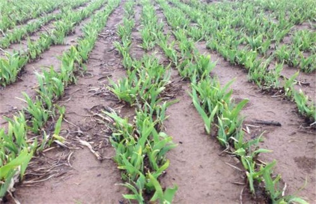 射干的种植注意些什么