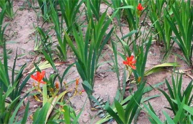 射干的种植注意些什么