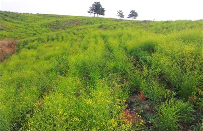 柴胡病虫害的防治技巧