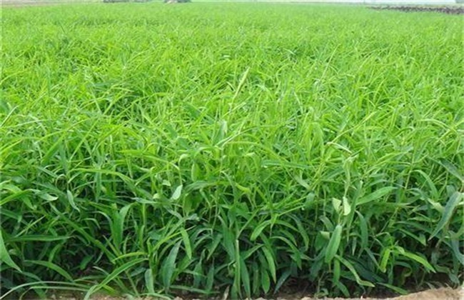 柴胡病虫害的防治技巧