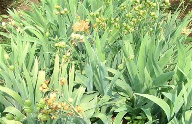 射干的种植注意些什么