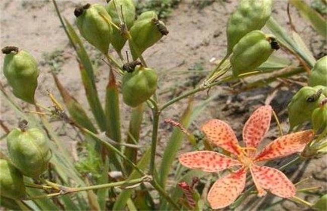 射干的种植注意些什么