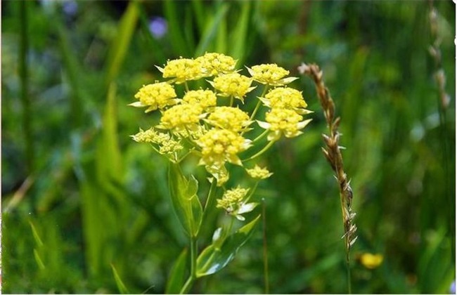 柴胡病虫害的防治技巧