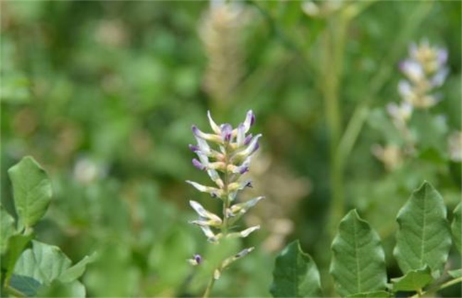 提高甘草出苗率办法