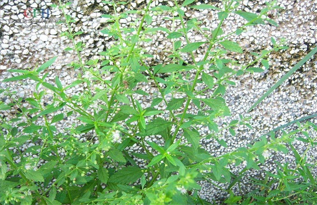 提高甘草出苗率办法