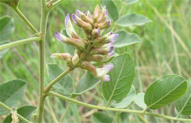 提高甘草出苗率办法