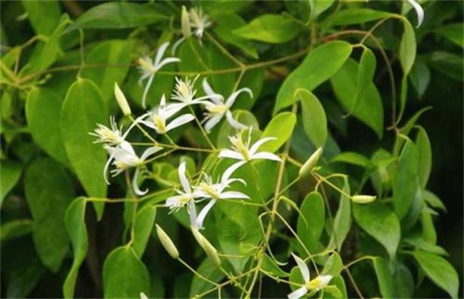 提高甘草出苗率办法