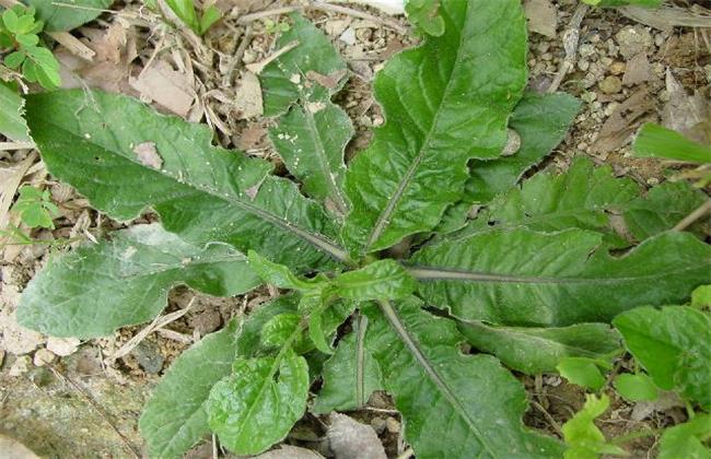 地胆草的繁殖办法