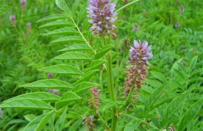 提高甘草出苗率办法