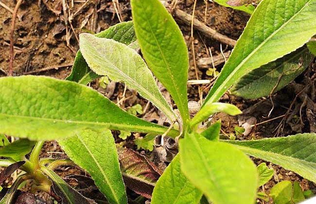 地胆草的繁殖办法