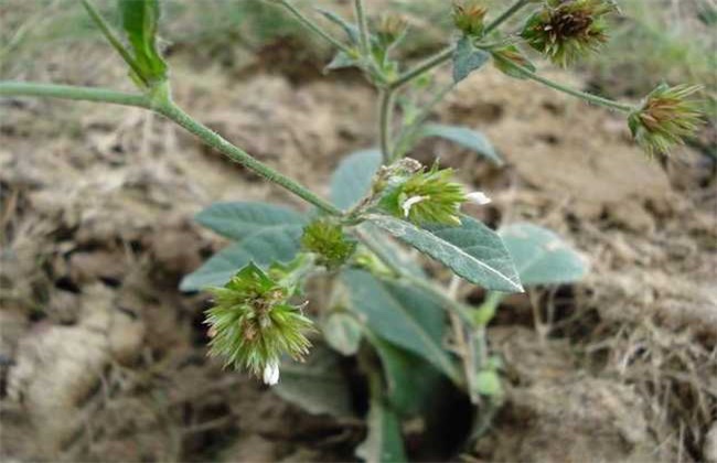 地胆草的繁殖办法