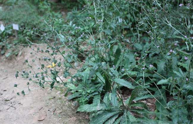 地胆草的繁殖办法