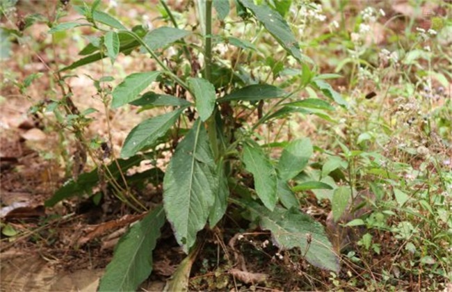 地胆草的繁殖办法