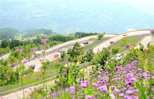 马鞭草的种植办法