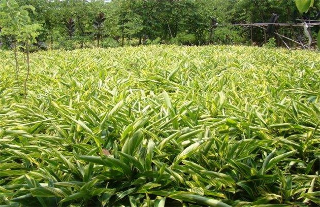 良姜的栽培技术