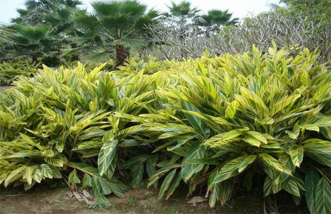 良姜的栽培技术