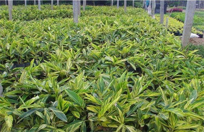 良姜的栽培技术