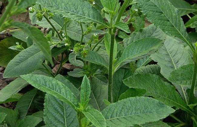 地胆草的种植技术