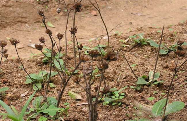 地胆草的种植技术
