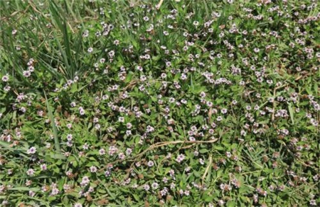 马鞭草的种植办法