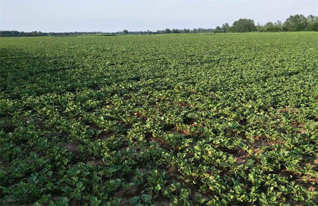白芷的田间管理方法技巧