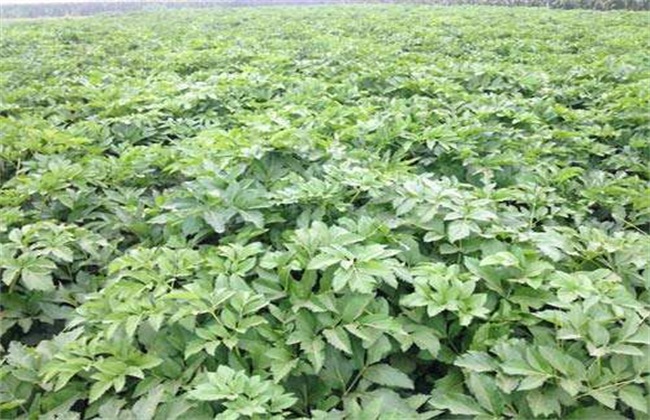 白芷的田间管理方法技巧