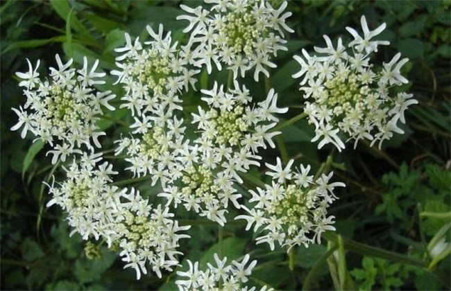 白芷的田间管理方法技巧