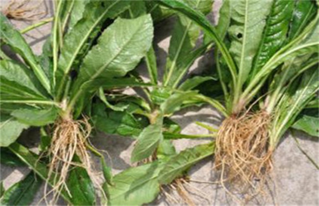 地胆草的种植技术