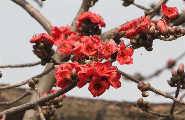 木棉的嫁接繁殖技术