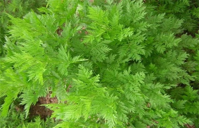 青蒿的繁殖办法