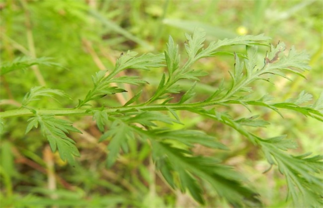 青蒿的繁殖办法