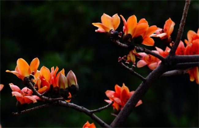 木棉的嫁接繁殖技术