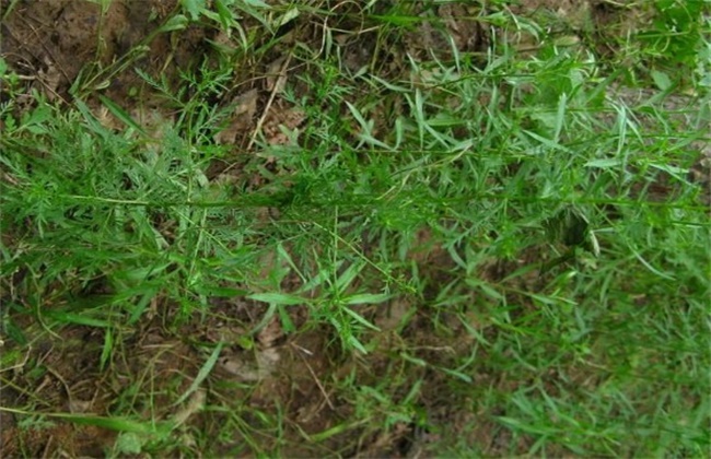 青蒿的繁殖办法