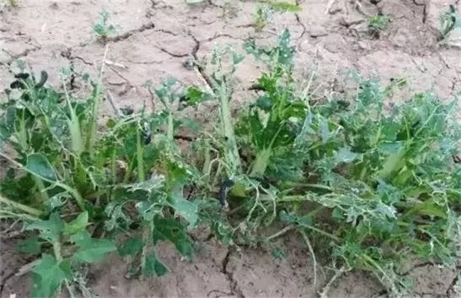 青蒿的繁殖办法