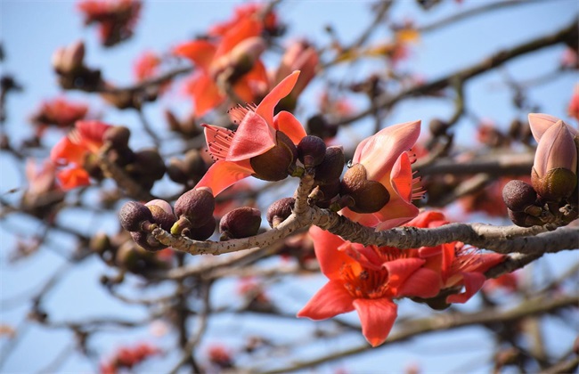 木棉的嫁接繁殖技术