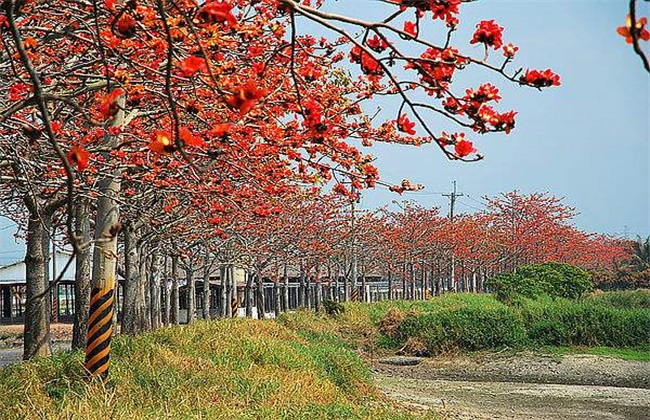 木棉的嫁接繁殖技术