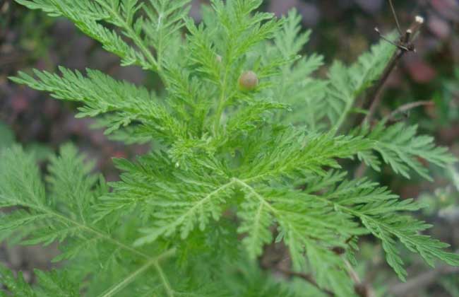 青蒿的繁殖办法