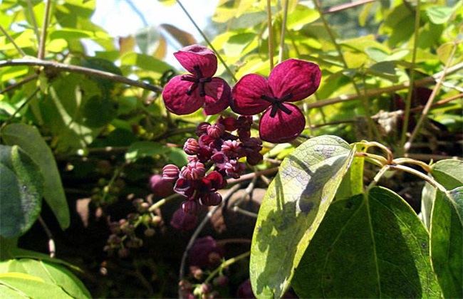 木通的种植技术