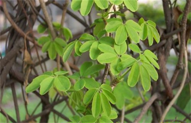 木通的种植技术