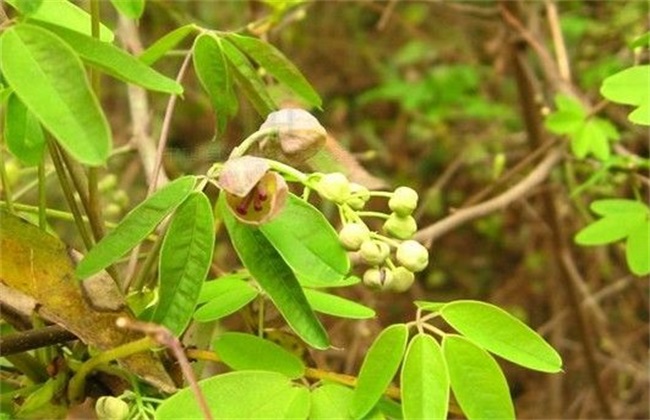 木通的种植技术