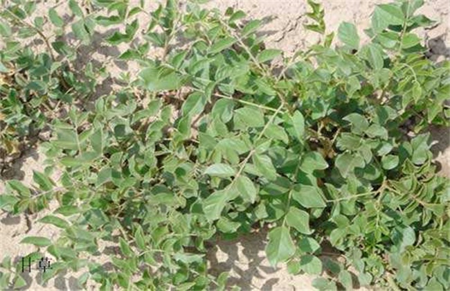 甘草的病虫害防治办法