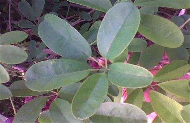 木通的种植技术