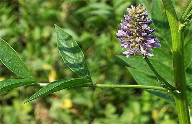 甘草的病虫害防治办法