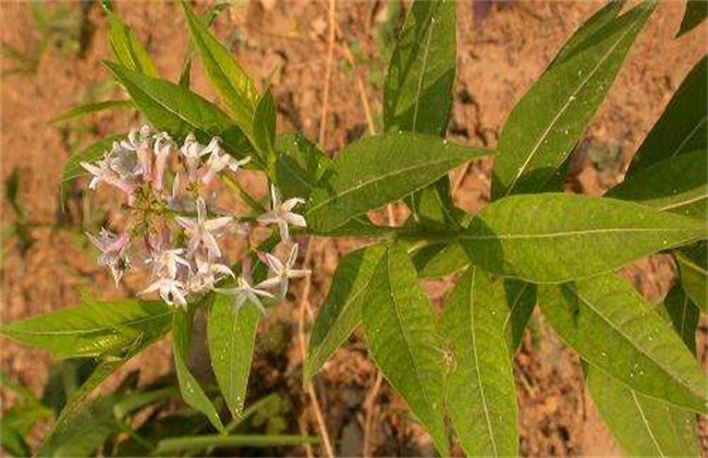 甘草的病虫害防治办法