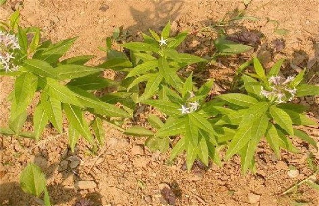 甘草的病虫害防治办法