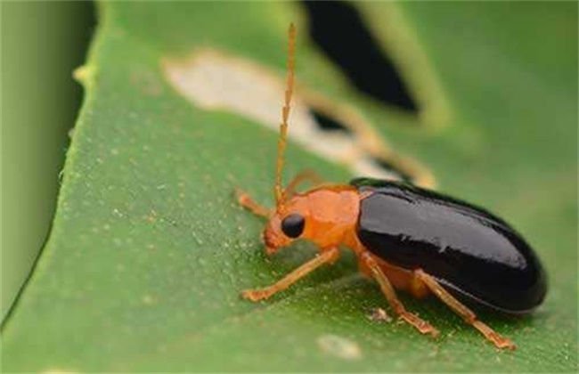 甘草的病虫害防治办法