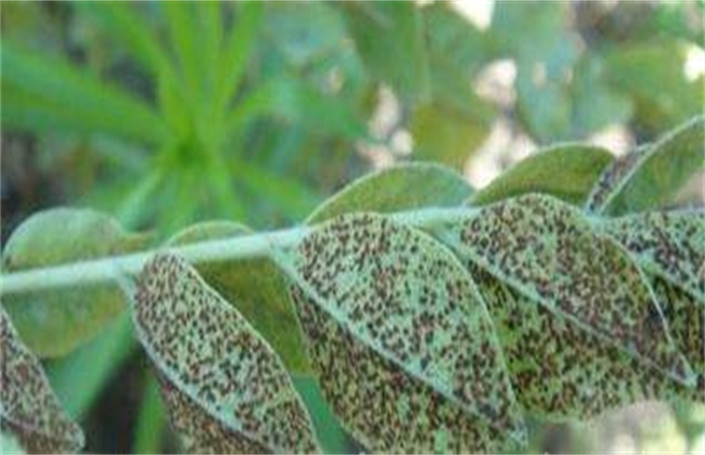 甘草的病虫害防治办法